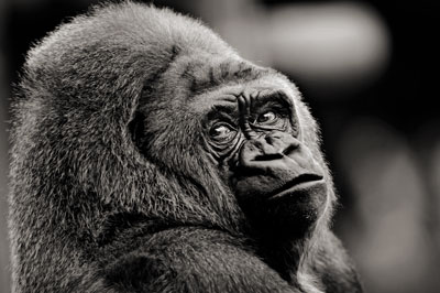 photo de gorille gorille_MG_0854_v.jpg