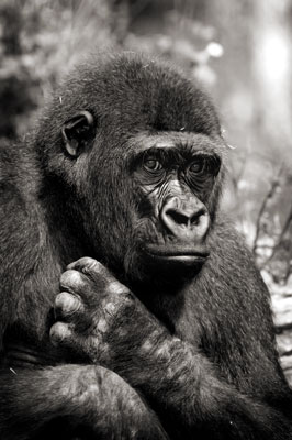 photo de gorille gorille_MG_8230_v.jpg