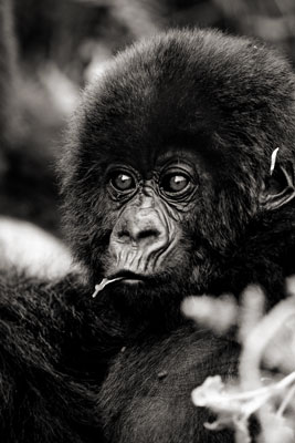 photo de gorille gorille_MG_1638_v.jpg