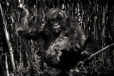 photo de gorille gorille_MG_1796_v.jpg