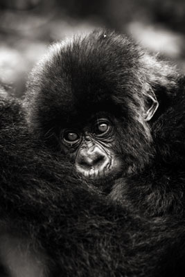 photo de gorille gorille_MG_8256_v.jpg