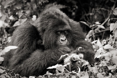 photo de gorille gorille_MG_7723-(2)_v.jpg