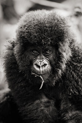 photo de gorille gorille_MG_7754-(2)_v.jpg