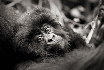 photo de gorille gorille_MG_8010-(2)_v.jpg