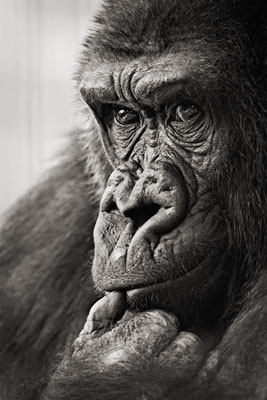photo de gorille gorille_MG_0111_v.jpg