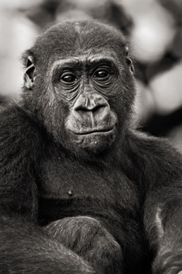 photo de gorille gorille_MG_2281_v.jpg