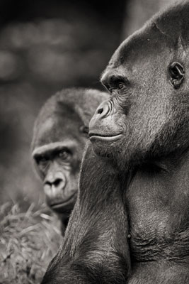 photo de gorille gorille_MG_5303_v.jpg