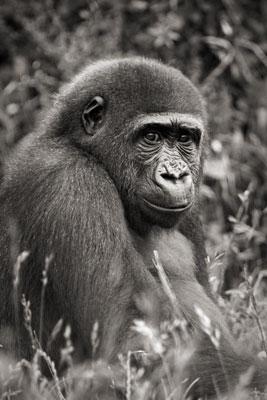 photo de gorille gorille_MG_5333_v.jpg