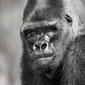 photo de gorille gorille_MG_7568_v.jpg