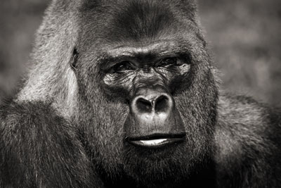 photo de gorille gorille_MG_7757_v.jpg