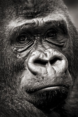 photo de gorille gorille_MG_8421_v.jpg