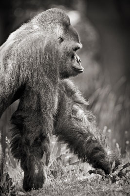 photo de gorille gorille_MG_3196_v.jpg