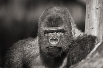 photo de gorille gorille_MG_5525_v.jpg