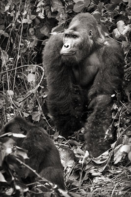 photo de gorille gorille_MG_0131_v.jpg