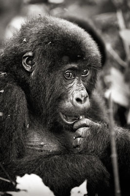 photo de gorille gorille_MG_3908_v.jpg
