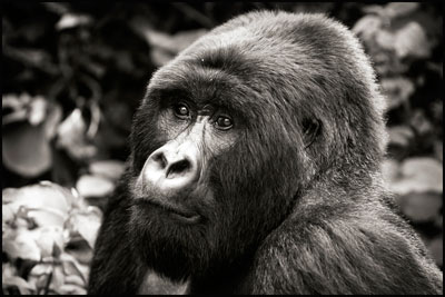 photo de gorille gorille_MG_1730_v.jpg